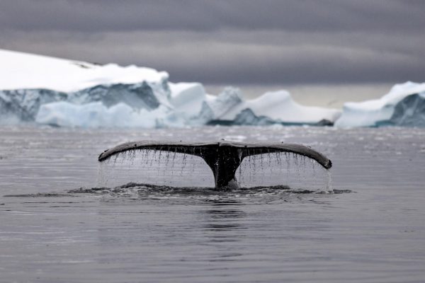 Antarctica Ciera Cove Whale Tail (1)
