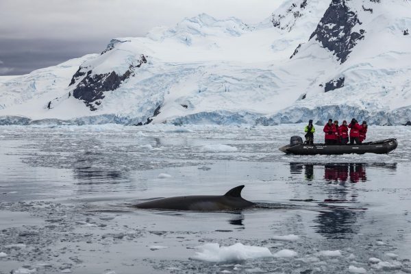 Antarctica Ciera Cove Zodiac Travellers Taking Photos Whale