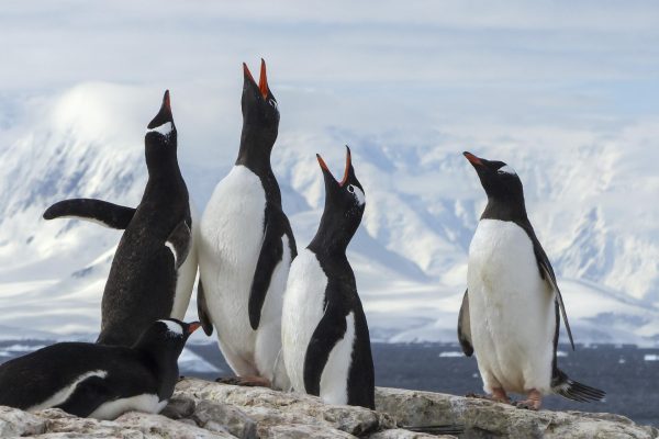 Antarctica Gentoo Penguins