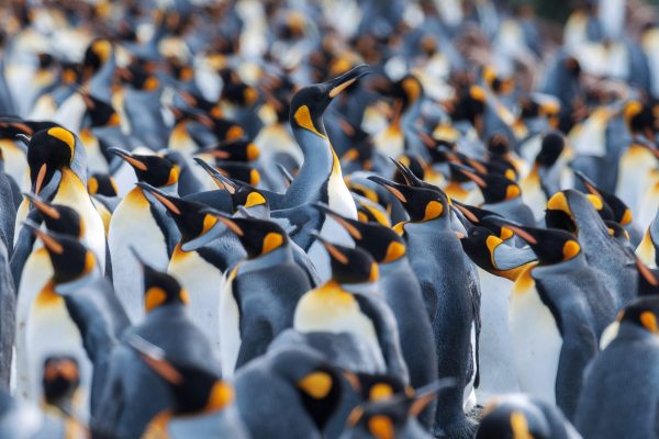 Antarctica Penguins Close Up